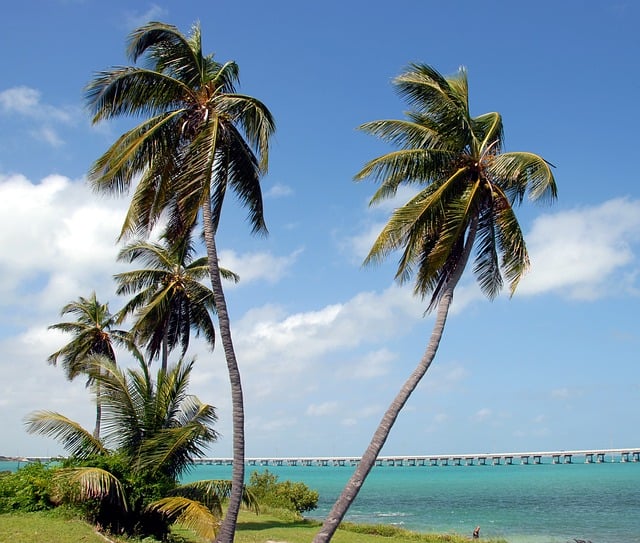 location_florida palm trees